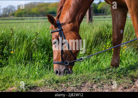 Schönes braunes Kastanienpferd mit Halfter grast und frisst Gras auf der Seite in der Wiese Stockfoto