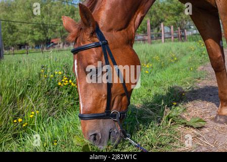 Schönes braunes Kastanienpferd mit Halfter grast und frisst Gras auf der Seite in der Wiese Stockfoto