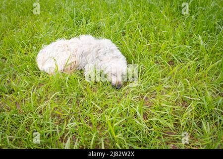 Katalanischer Schäferhund (gos d'atura Català), der auf einem Feld aus Rochengras ruht Stockfoto