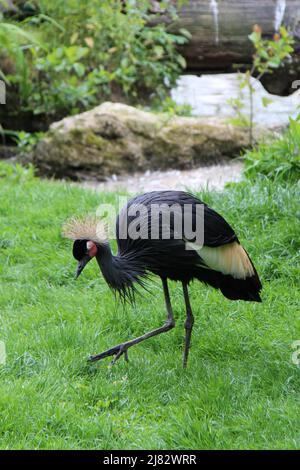 Kran in einem Zoo in frankreich Stockfoto