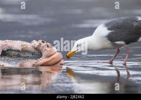 Eine Möwe (möglicherweise eine hybride Glucous-geflügelte x Western, auch bekannt als „Olympische“ Möwe) frisst am Cannon Beach in Oregon, USA, ein Stück toter Wal. Stockfoto