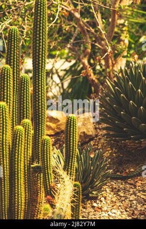 Kaktus im botanischen Garten von Padua Stockfoto