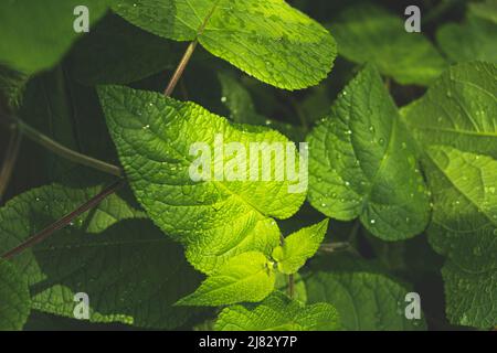 Pflanzen in Paduas botanischem Garten Stockfoto