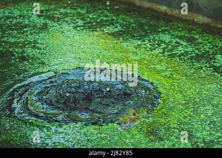 Tropfen aus einem Brunnen im botanischen Garten von Padua Stockfoto