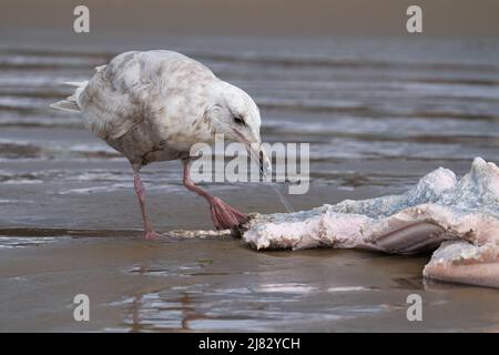 Eine Möwe (möglicherweise eine hybride Glucous-geflügelte x Western, auch bekannt als „Olympische“ Möwe) frisst am Cannon Beach in Oregon, USA, ein Stück toter Wal. Stockfoto