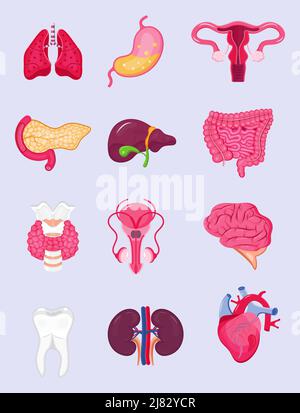 Satz von menschlichen inneren Organen Vektor. Bauchspeicheldrüse, Lunge, Herz, Darm, Schilddrüse sind auf weißem Hintergrund isoliert. Cartoon-Symbolvektor der Anatomie der PR Stock Vektor