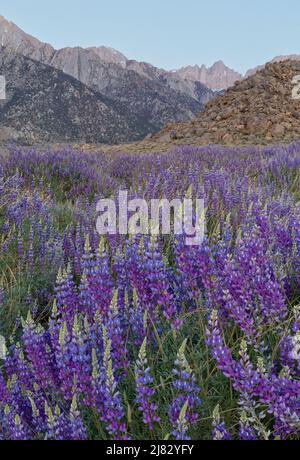 Feld der wilden blauen Lupine mit den Bergen der Sierra Nevada in der Ferne Stockfoto