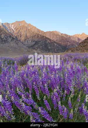 Feld der wilden blauen Lupine mit den Bergen der Sierra Nevada in der Ferne Stockfoto