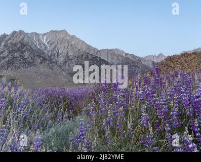 Feld der wilden blauen Lupine mit den Bergen der Sierra Nevada in der Ferne Stockfoto