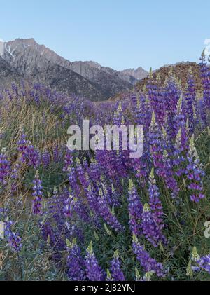 Feld der wilden blauen Lupine mit den Bergen der Sierra Nevada in der Ferne Stockfoto