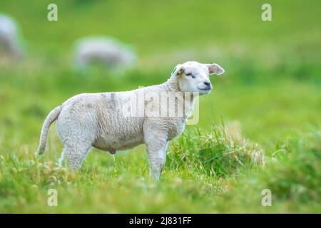 Neugeborenes braunes weißes Lamm, Capra aegagrus hircus, spielt im Frühling auf einer Wiese. Stockfoto