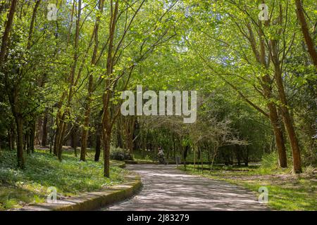 Fußgängerwege in einem Stadtpark. Stockfoto