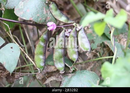 Nahaufnahme frische Lebensmittel lima Bohne Blume und grün im Garten, Hyazinthe Bohne Gemüsepflanze lima Bohne rosa Farbe Blume im Feld auf dem Hintergrund. Stockfoto