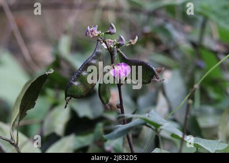 Nahaufnahme frische Lebensmittel lima Bohne Blume und grün im Garten, Hyazinthe Bohne Gemüsepflanze lima Bohne rosa Farbe Blume im Feld auf dem Hintergrund. Stockfoto