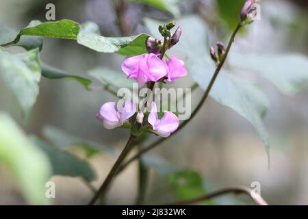 Nahaufnahme frische Lebensmittel lima Bohne Blume und grün im Garten, Hyazinthe Bohne Gemüsepflanze lima Bohne rosa Farbe Blume im Feld auf dem Hintergrund. Stockfoto