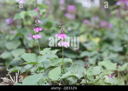 Nahaufnahme frische Lebensmittel lima Bohne Blume und grün im Garten, Hyazinthe Bohne Gemüsepflanze lima Bohne rosa Farbe Blume im Feld auf dem Hintergrund. Stockfoto