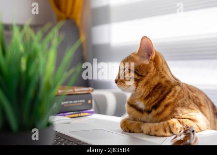 Eine schöne rote Katze ruht auf einem Tisch in einem sonnendurchfluteten Raum. Stockfoto