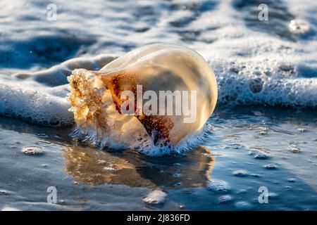 Geriebener Kugelfisch (Stomolophus meleagris) im Morgenlicht, im Wellengang des Atlantischen Ozeans, Hunting Island, South Carolina Stockfoto