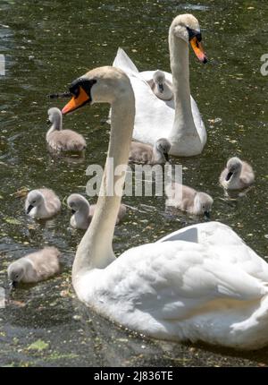 London, Großbritannien, am 12. Mai 2022. Ein Paar Schwäne mit ihren acht Wochen alten Cygnets genießen am 12. Mai 2022 das warme Wetter auf Hampstead Heath Pond, North London, Großbritannien. Quelle: Rob Taggart/Alamy News Live Stockfoto