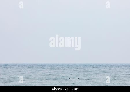 Schar großer Kormorane (Phalacrocorax carbo), die auf offenem Meer schwimmen. Torroella de Montgrí - l'Estartit, Mittelmeer, El Baix Empordà, Girona Stockfoto