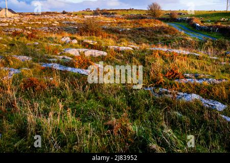 Die Burren in County Clare Ireland Karstlandschaft. Stockfoto