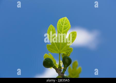 Ein zentrierter Zweig eines Feigenbaums, der kleine wachsende Blätter und mehrere kleine Feigenfrüchte enthält. Aufnahme an einem warmen und sonnigen Frühlingstag. Stockfoto