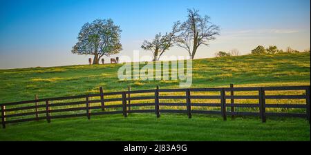 Gruppe von Pferden, die auf einem Hügel unter Bäumen grasen. Stockfoto