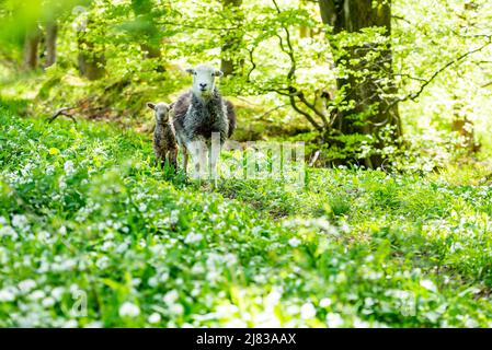 Clitheroe, Lancashire, Großbritannien. 12.. Mai 2022. A Herdwick ewe and lamm in Woodland in the Forest of Bowland near Clitheroe, Lancashire, UK Credit: John Eveson/Alamy Live News Stockfoto