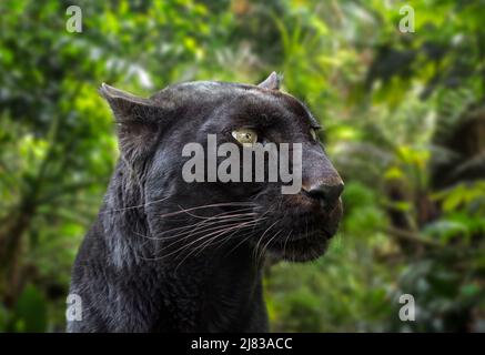 Melanistic/black panther Leopard (Panthera pardus) im Regenwald, beheimatet in Afrika südlich der Sahara und in Asien Stockfoto