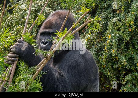 Westlicher Flachlandgorilla (Gorilla Gorilla Gorilla) männlicher Silberrücken im Wald Stockfoto