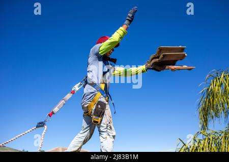 Dachdecker, der alte Dachziegel demontiert und in einen Müllcontainer wirft, bevor das Dach befestigt und Teerwalzen und Dachziegel neu installiert werden, bevor die Inspektion ansteht Stockfoto