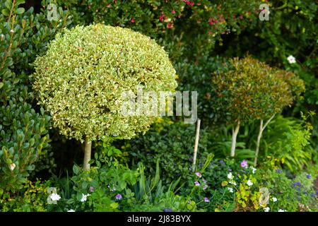 Vollbildaufnahme verschiedener Blumen mit Pflanzen und Bäumen, die im Park wachsen Stockfoto