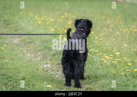 Riesiger Schnauzer Hund mit schwarzem zotteligem Fell und Zunge draußen im Sommer auf einer Wiese mit Gras auf einer Straße, Deutschland Stockfoto