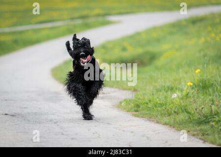 Riesiger Schnauzer Hund mit schwarzem zotteligem Fell und Zunge draußen im Sommer auf einer Wiese mit Gras auf einer Straße, Deutschland Stockfoto