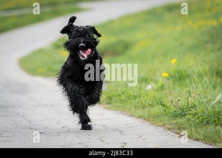 Riesiger Schnauzer Hund mit schwarzem zotteligem Fell und Zunge draußen im Sommer auf einer Wiese mit Gras auf einer Straße, Deutschland Stockfoto