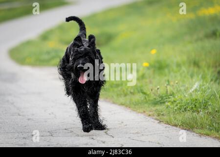 Riesiger Schnauzer Hund mit schwarzem zotteligem Fell und Zunge draußen im Sommer auf einer Wiese mit Gras auf einer Straße, Deutschland Stockfoto