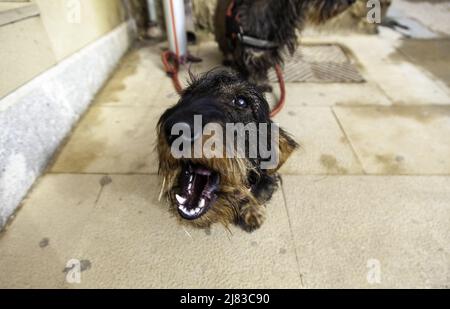 Hund auf der Straße gebunden, Haustiere, Haustiere Stockfoto