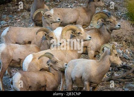 Eine Herde Dickhornschafe behütet im Winter die hohe Wüste am Sand to Snow National Monument in der Nähe von Palm Springs, Kalifornien. Stockfoto