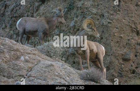 Ein Paar Dickhornschafe behütet im Winter die hohe Wüste am Sand to Snow National Monument in der Nähe von Palm Springs, Kalifornien. Stockfoto