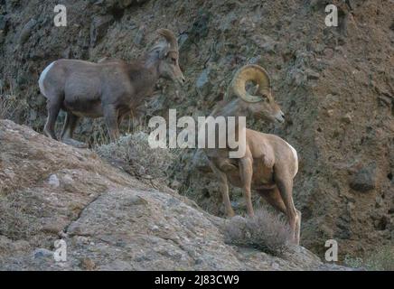 Ein Paar Dickhornschafe behütet im Winter die hohe Wüste am Sand to Snow National Monument in der Nähe von Palm Springs, Kalifornien. Stockfoto