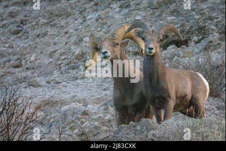 Ein Paar Dickhornschafe behütet im Winter die hohe Wüste am Sand to Snow National Monument in der Nähe von Palm Springs, Kalifornien. Stockfoto