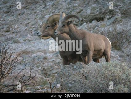 Ein Paar Dickhornschafe behütet im Winter die hohe Wüste am Sand to Snow National Monument in der Nähe von Palm Springs, Kalifornien. Stockfoto