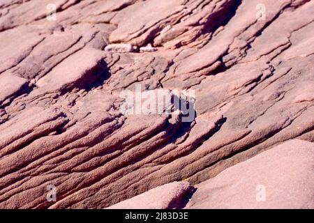 Nahaufnahme der feinen Schichten der roten Sandsteinklippen nördlich der Stadt Arbroath an der Ostküste Schottlands. Stockfoto