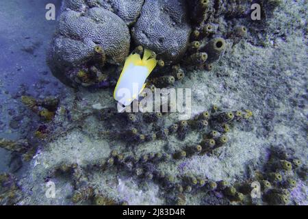 Der flossenbutterflyfish ( Chaetodon, ocellatus) ist ein im westlichen Atlantischen Ozean, im Golf von Mexiko und am häufigsten vorgefundener Fettfisch Stockfoto