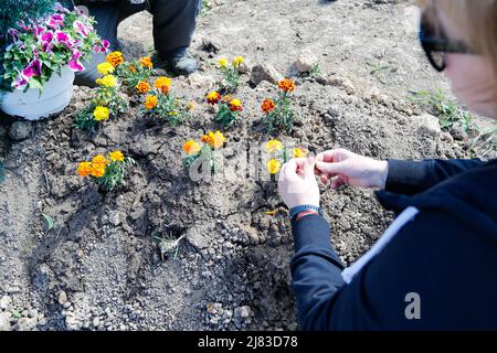 Dnipro, Dnipro, Ukraine. 12.. Mai 2022. Mutter des verstorbenen ukrainischen Soldaten Alexander zollt am Grab Tribut, nachdem er im März irgendwo im Donbas im Kampf gegen die russische Invasion gestorben ist. (Bild: © Daniel Ceng Shou-Yi/ZUMA Press Wire) Stockfoto