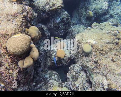 Korallen sind wirbellose Meerestiere innerhalb der Klasse Blumentieren der Stamm Cnidaria. Sie leben in der Regel kompakte Kolonien von vielen einzelnen Stockfoto