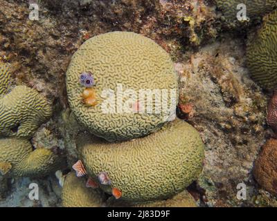 Korallen sind wirbellose Meerestiere innerhalb der Klasse Blumentieren der Stamm Cnidaria. Sie leben in der Regel kompakte Kolonien von vielen einzelnen Stockfoto