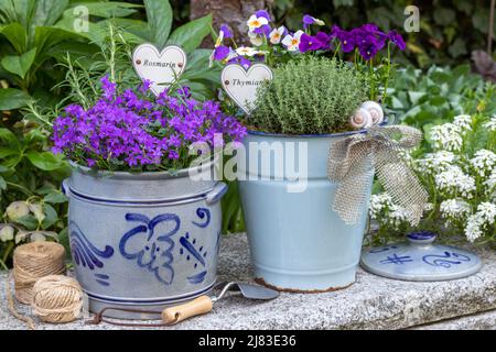 Glockenblume, Viola-Blumen und Kräuter in Vintage-Töpfen im Garten Stockfoto