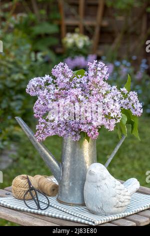 Bouquet von Flieder in vintage Zink Gießkannen im Garten Stockfoto