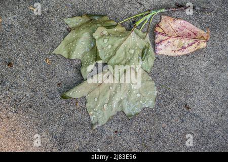 Tulpenblätter fallen auf den Zementsweg mit Regentropfen auf der Rückseite der Blätter mit einem weiteren bunten Blatt neben der Nahaufnahme Stockfoto